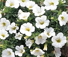 Petunia million bells for sale  Delivered anywhere in UK