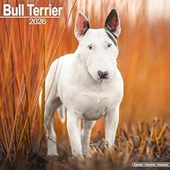Bull terrier 2026 for sale  Delivered anywhere in UK