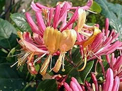 Gold flame honeysuckle for sale  Delivered anywhere in USA 