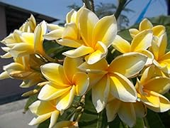 Hawaiian yellow frangipani for sale  Delivered anywhere in USA 