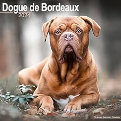 Dogue bordeaux calendar usato  Spedito ovunque in Italia 