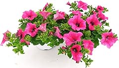 Powers flowers surfinia usato  Spedito ovunque in Italia 