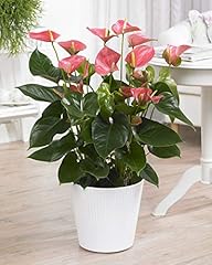 Gardenersdream pink anthurium for sale  Delivered anywhere in UK