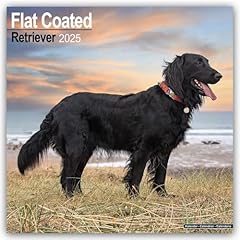 Flatcoated retriever 2025 for sale  Delivered anywhere in UK