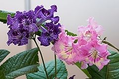 Cape primrose seeds for sale  Delivered anywhere in UK