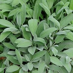 Perfect plants sage for sale  Delivered anywhere in UK