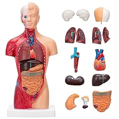 Remorty human body for sale  Delivered anywhere in USA 