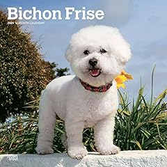 Bichon frise 2024 for sale  Delivered anywhere in USA 