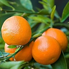 Pianta citrus clementina usato  Spedito ovunque in Italia 