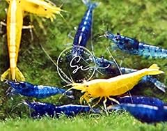 Swimming creatures premium for sale  Delivered anywhere in USA 