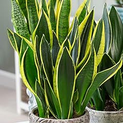 Sansevieria golden flame for sale  Delivered anywhere in Ireland