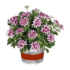 Geranium orange fizz for sale  Delivered anywhere in UK