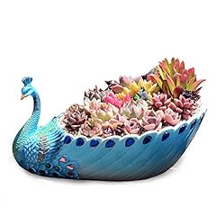 Worila peacock succulent for sale  Delivered anywhere in USA 
