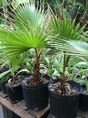Mexican fan palm for sale  Delivered anywhere in USA 