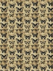 Sepia lepidoptera gebraucht kaufen  Wird an jeden Ort in Deutschland