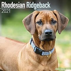 Rhodesian ridgeback 2021 for sale  Delivered anywhere in UK