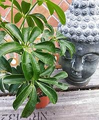 Dwarf umbrella tree for sale  Delivered anywhere in USA 