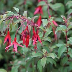 Blumixx stauden fuchsia gebraucht kaufen  Wird an jeden Ort in Deutschland