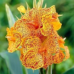 Votaniki picasso canna for sale  Delivered anywhere in USA 