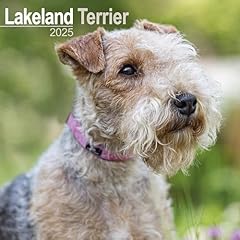 Lakeland terrier 2025 for sale  Delivered anywhere in UK