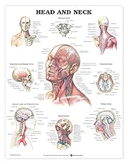 Head and neck d'occasion  Livré partout en France