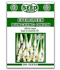 Evergreen bunching onion for sale  Delivered anywhere in USA 