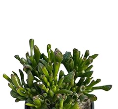 Pianta grassa succulenta usato  Spedito ovunque in Italia 