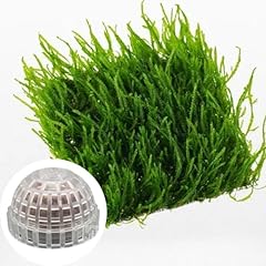 Java moss live for sale  Delivered anywhere in USA 