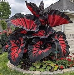 Graines caladium fraîches d'occasion  Livré partout en France