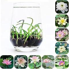 Graines fleurs lotus d'occasion  Livré partout en France