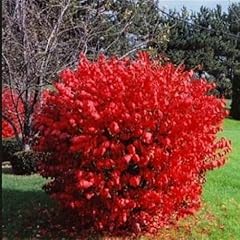 Burning bush shrub for sale  Delivered anywhere in USA 