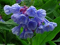 Virginia bluebells mertensia for sale  Delivered anywhere in USA 