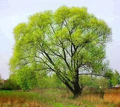 Black willow tree for sale  Delivered anywhere in USA 