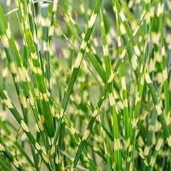 Dwarf zebra grass for sale  Delivered anywhere in USA 