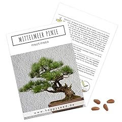 Außergewöhnliche bonsai same gebraucht kaufen  Wird an jeden Ort in Deutschland