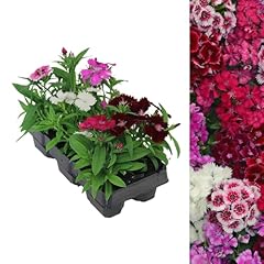 Carbeth plants dianthus for sale  Delivered anywhere in UK