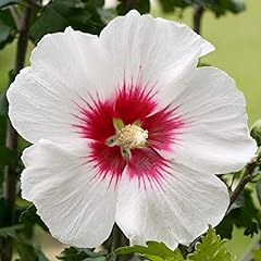 Hibiscus syriacus red for sale  Delivered anywhere in UK