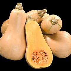 Squash winter butternut for sale  Delivered anywhere in UK