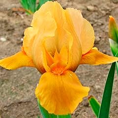 Iris germanica orange for sale  Delivered anywhere in Ireland
