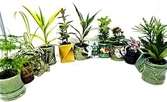 House plant collection for sale  Delivered anywhere in USA 