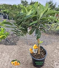 Loquat fruit tree for sale  Delivered anywhere in USA 