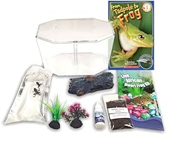 African dwarf frog for sale  Delivered anywhere in USA 