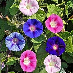 Morning glory mix for sale  Delivered anywhere in UK