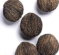 Seeds black walnut for sale  Delivered anywhere in USA 