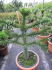 Araucaria araucana andentanne gebraucht kaufen  Wird an jeden Ort in Deutschland