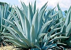 Agave americana century for sale  Delivered anywhere in USA 