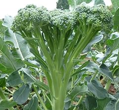 Tender stem broccoli for sale  Delivered anywhere in UK