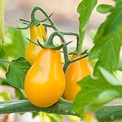 Yellow tomato seeds d'occasion  Livré partout en France