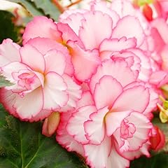Bouton rose double for sale  Delivered anywhere in USA 