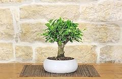 Bonsai ficus retusa usato  Spedito ovunque in Italia 